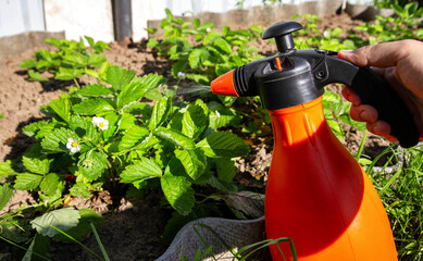 Spraying strawberries with boric acid and iodine during flowering for the ovary and getting rid of...