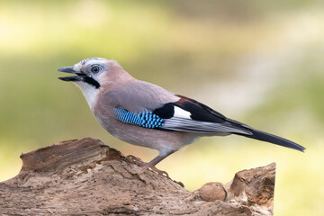 Eichelhäher (Garrulus glandarius)