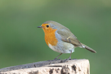 Fototapeta premium Rotkehlchen&nbsp;(Erithacus rubecula)
