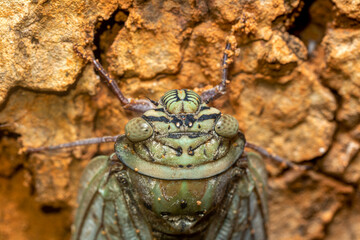 Yanga heathi, Cicada in superfamily, the Cicadoidea, insect in the order Hemiptera (true bugs) in...