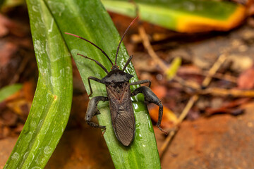 Leaf-footed Bug (Anoplocnemis madagascariensis), insect Tsingy de Bemaraha, Madagascar wildlife animal
