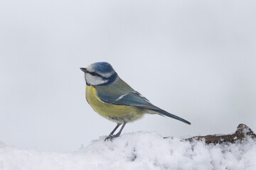Blaumeise (Cyanistes caeruleu)