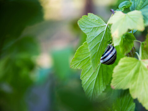 Grape snail on currant leaves in the garden. Copy space for text, gardening