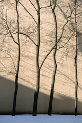 Bare trees without leaves against the wall of a windowless house