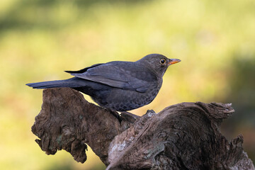Amsel (Turdus merula)