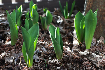 Spring flowers revive nature in March. Unbloomed tulips.