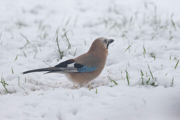 Eichelhäher (Garrulus glandarius)