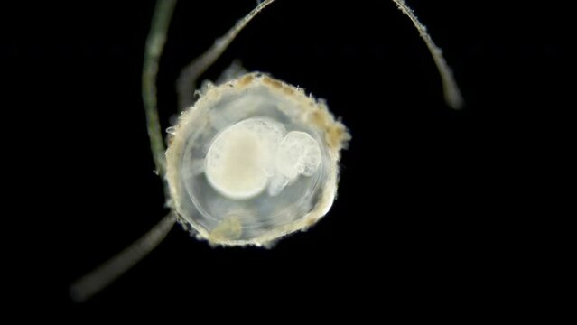 Movement of veliger mollusca larva in laid eggs under a microscope, class Gastropoda. White Sea