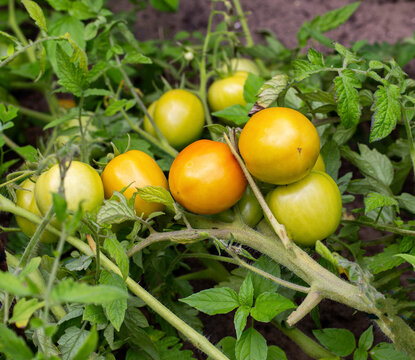 Green and red tomatoes ripen in the garden. Growing vegetables on the ground for vitamins. Agriculture