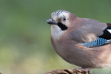 Eichelhäher (Garrulus glandarius)