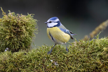 Obraz premium Blaumeise&nbsp;(Cyanistes caeruleu)