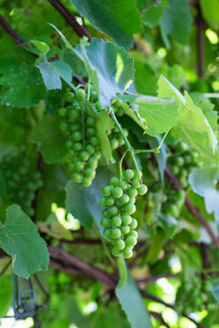 Growing green grapes for wine. A large bunch of green grapes on a background of green leaves in summer, close-up