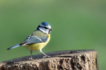 Blaumeise (Cyanistes caeruleu)  
