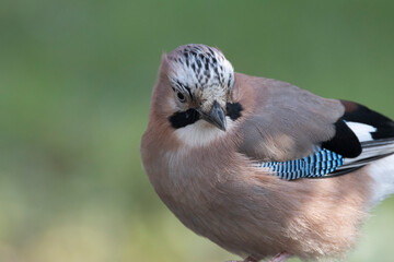 Eichelhäher (Garrulus glandarius)
