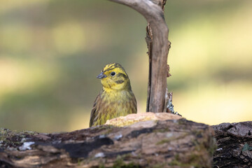 Goldammer (Emberiza citrinella)