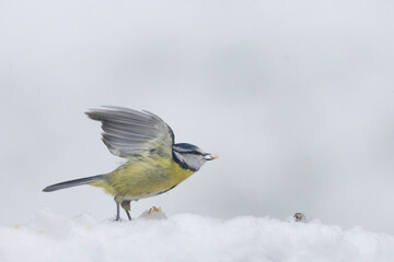 Fototapeta premium Blaumeise&nbsp;(Cyanistes caeruleu)