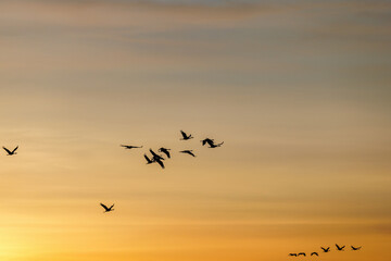 Flying Cranes in a colourful sky at sunset