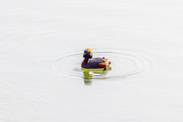 Fototapeta na wymiar Beautiful Horned grebe swim in a lake
