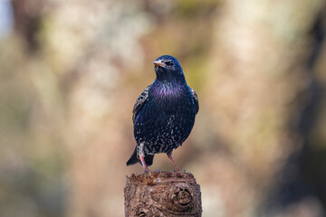 Star (Sturnus vulgaris)