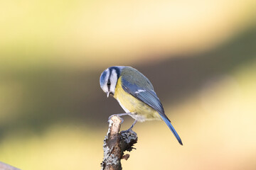 Blaumeise (Cyanistes caeruleu)