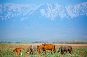 Horse and newborn foal on the background of mountains, a herd of horses graze in a meadow in summer and spring, the concept of cattle breeding, with place for text.
