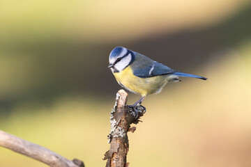 Blaumeise (Cyanistes caeruleu)