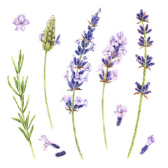 Watercolor botanical illustration. Set of lavender flowers. Isolated on a white background. Purple bouquet of field herbs. For packaging design of cosmetics, perfumes, incense, candles, aroma sachets