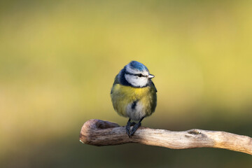 Blaumeise (Cyanistes caeruleu)