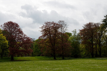 Grass field and trees in park