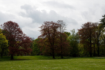 Fototapeta na wymiar Grass field and trees in park