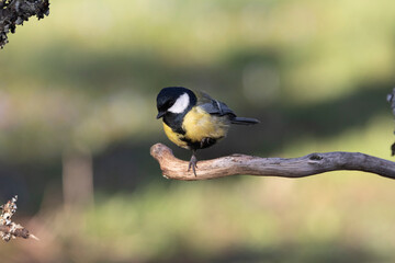 Kohlmeise (Parus major)