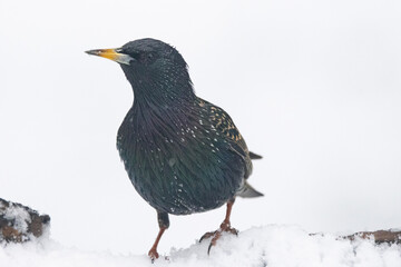Star (Sturnus vulgaris)