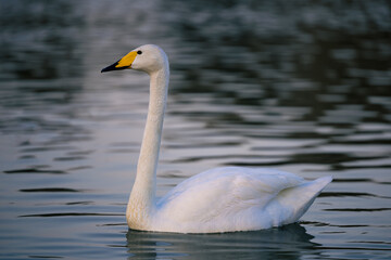 White swan swimming on a lake with dark water. The mute swan, Cygnus olor. Al Qudra Lakes, Dubai, United Arab Emirates.