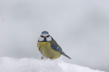 Fototapeta premium Blaumeise&nbsp;(Cyanistes caeruleu)