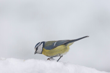 Blaumeise (Cyanistes caeruleu)