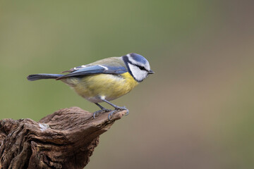 Obraz premium Blaumeise&nbsp;(Cyanistes caeruleu)