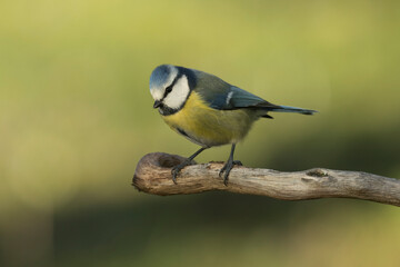 Obraz premium Blaumeise&nbsp;(Cyanistes caeruleu)
