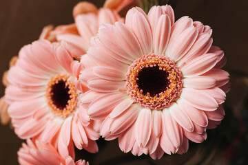 Gerbera Daisy Flowers bacgkround. Isolated on wood bouquet. Dreamy bright floral background. Empty...