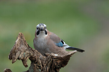 Eichelhäher (Garrulus glandarius)