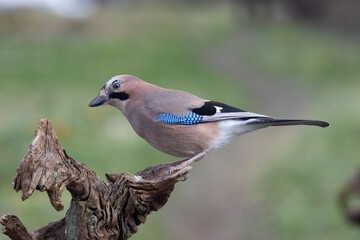 Eichelhäher (Garrulus glandarius)
