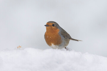 Rotkehlchen&nbsp;(Erithacus rubecula)