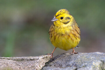 Goldammer (Emberiza citrinella)