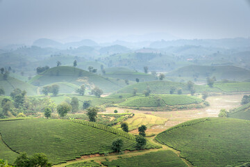 Fototapeta na wymiar View panoramic Long Coc tea hill, Phu Tho province, Vietnam in an early foggy morning.Long Coc is considered one of the most bheautiful tea hills in Vietnam, with hundreds and thousands of small hills