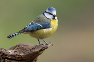 Fototapeta premium Blaumeise&nbsp;(Cyanistes caeruleu)