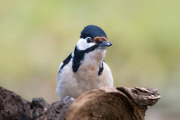 Buntspecht (Dendrocopos major)