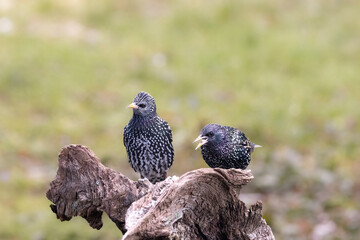 Star (Sturnus vulgaris)