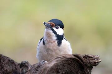 Buntspecht&nbsp;(Dendrocopos major)
