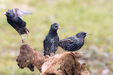 Star (Sturnus vulgaris)