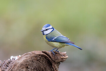 Blaumeise (Cyanistes caeruleu)