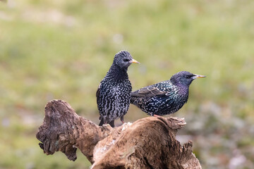 Star (Sturnus vulgaris)